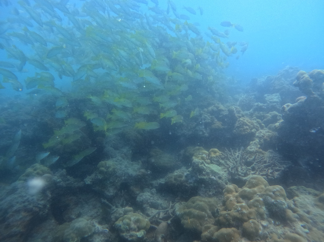 Frogman Adventures-Swaraj Dweep必去景点