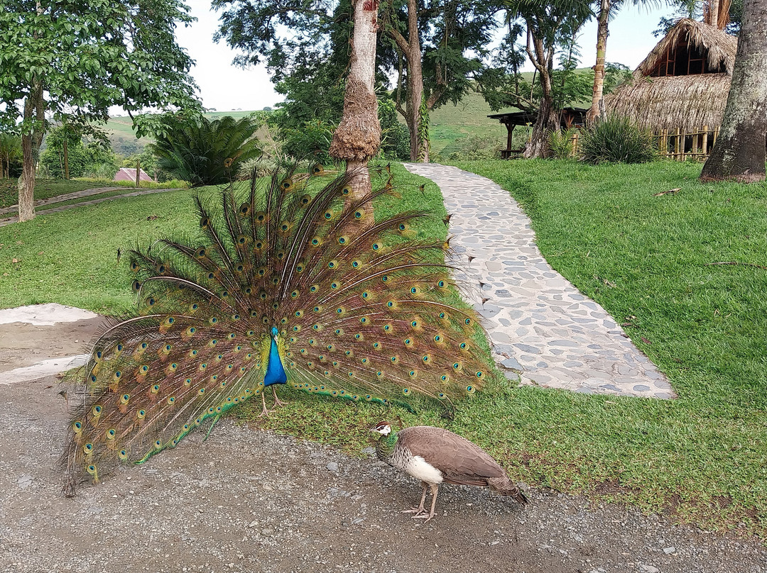 Eco Hotel Hacienda El Diamante主图