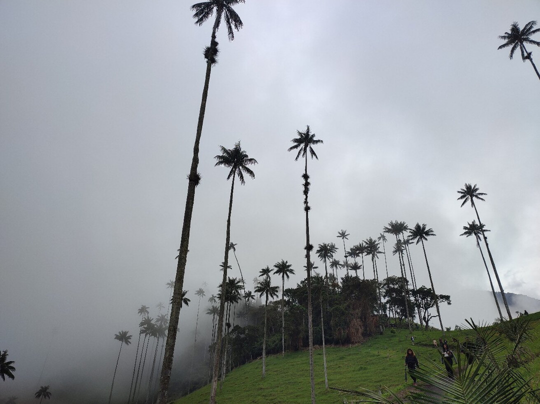 Bosques de Cocora-萨伦托必去景点