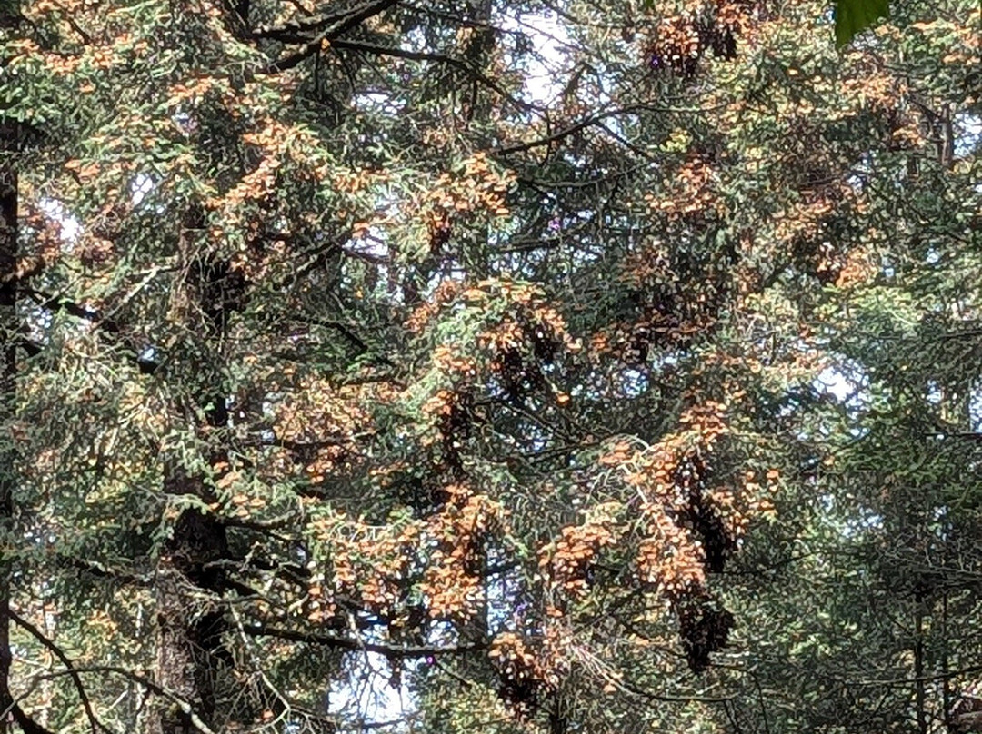 El Rosario Monarch Butterfly Preserve景点图片
