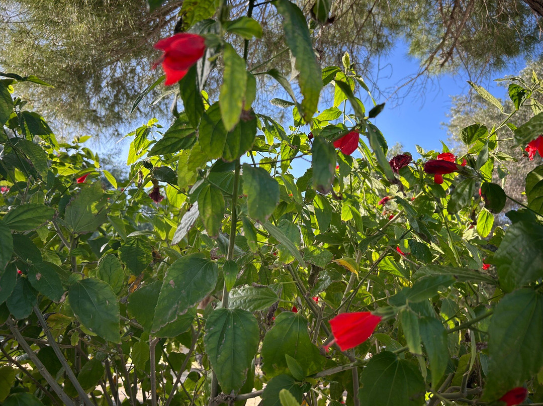 Ta’ Qali National Park-Attard必去景点