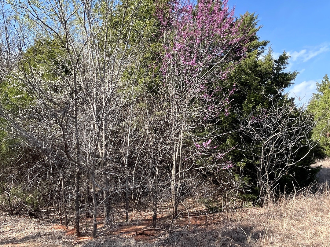 Mitch Park-埃德蒙必去景点