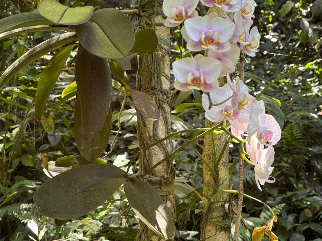 Phantasea Tropical Botanical Garden-圣 托马斯必去景点