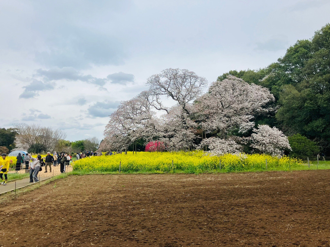 Yoshitaka no Ozakura-印西市必去景点