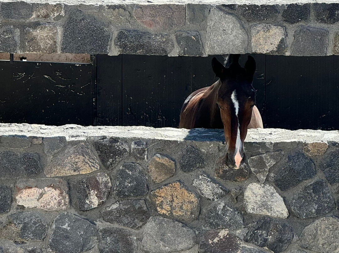 Maris Horseriding Santorini-费拉必去景点