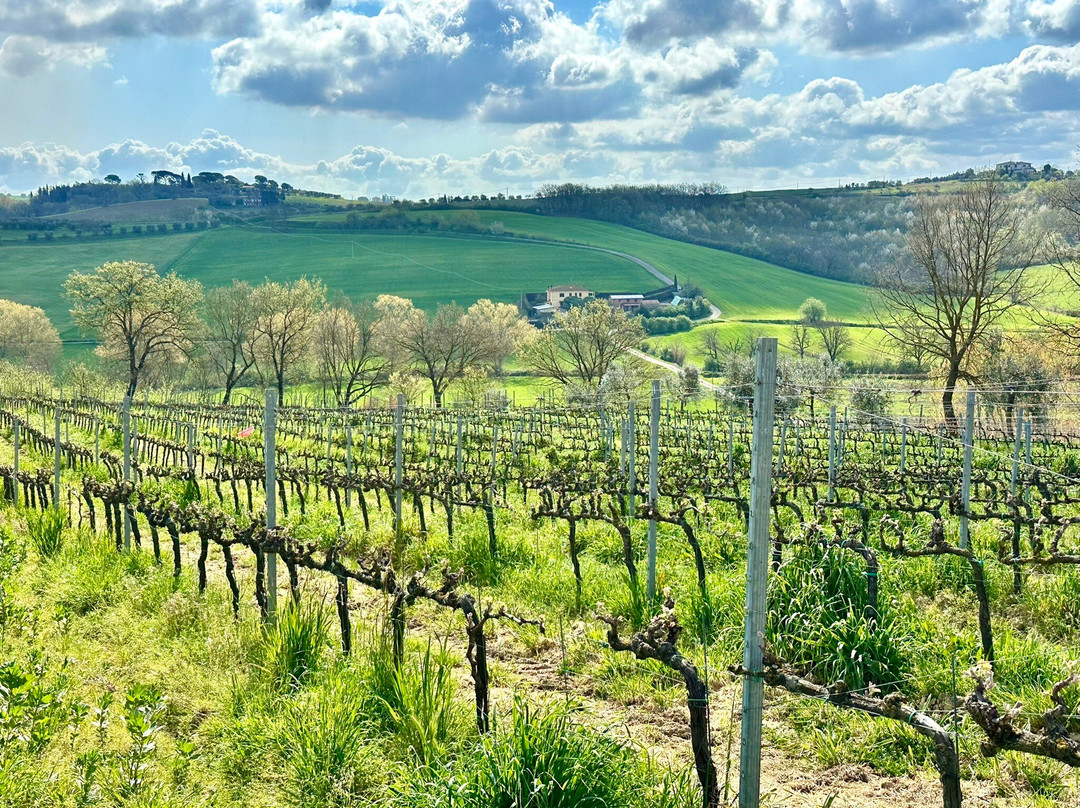 A Tuscany, Truffles, Cooking & Wine Signature Series-科尔托纳必去景点
