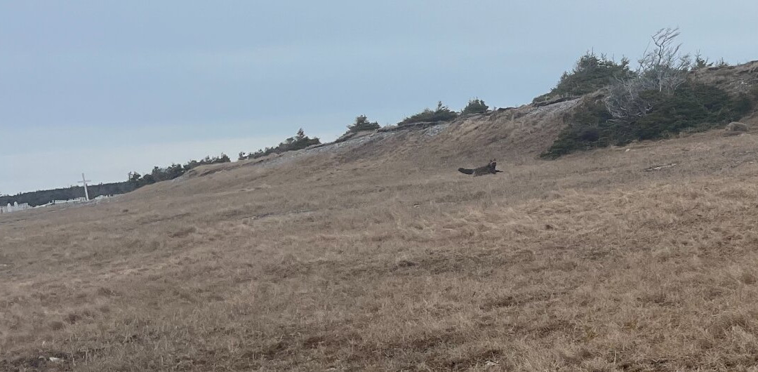 Baie Ellis Range Rear Lighthouse-Port-Menier必去景点