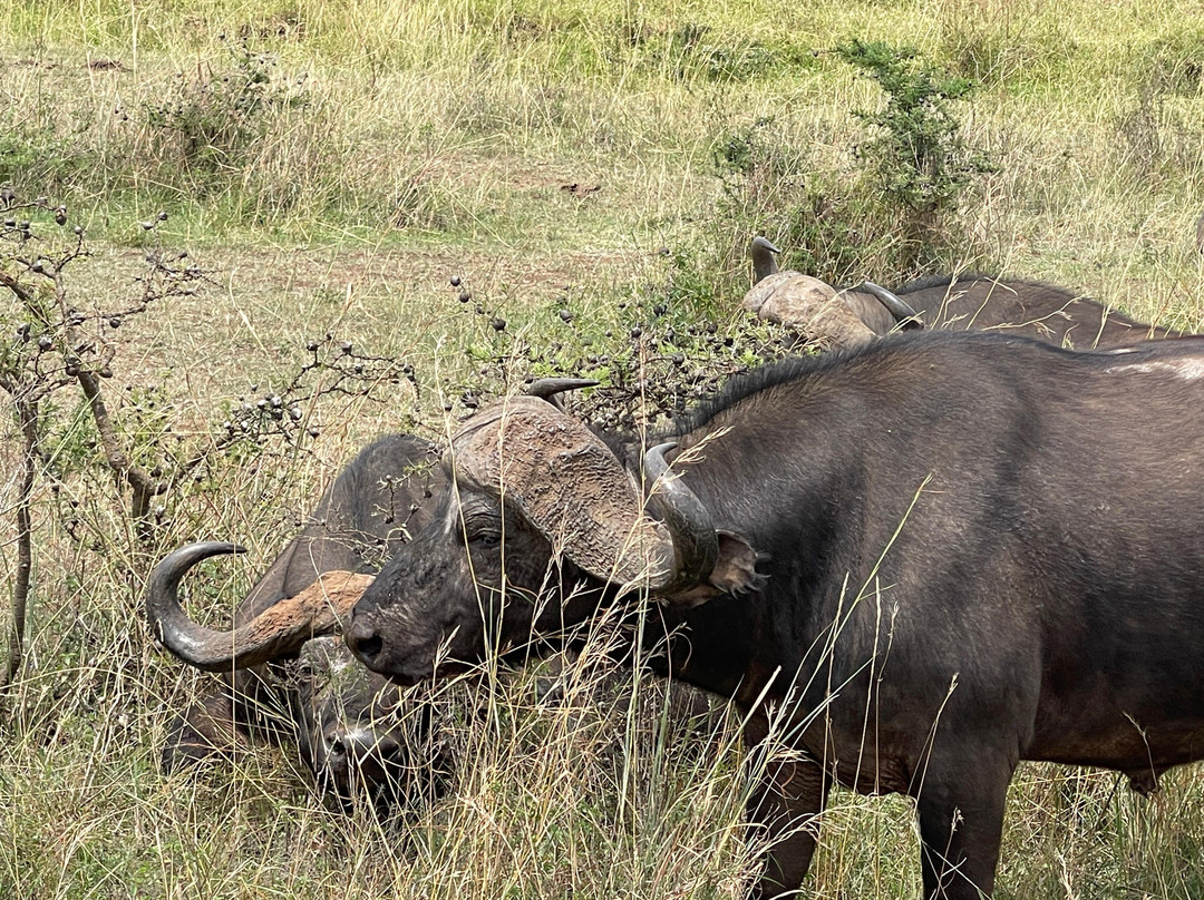 Triptick Travels-内罗毕必去景点