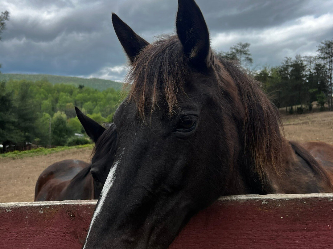 Appalachian Horse Adventures-温泉村必去景点