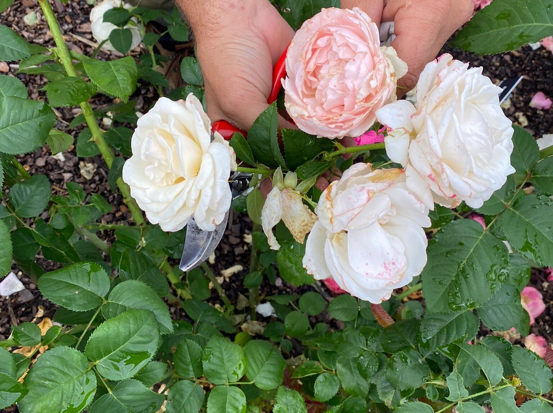 Memphis Botanic Garden-孟菲斯必去景点