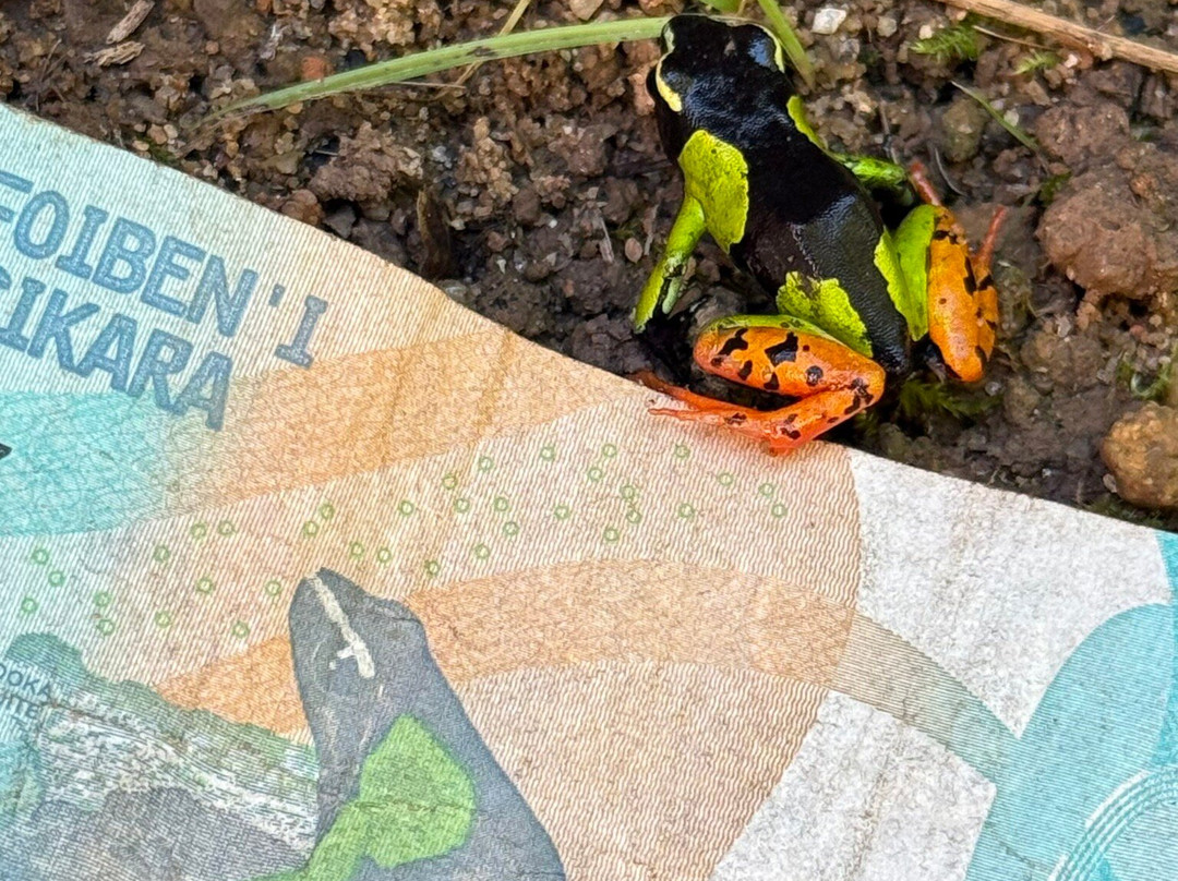 Travelia Safari