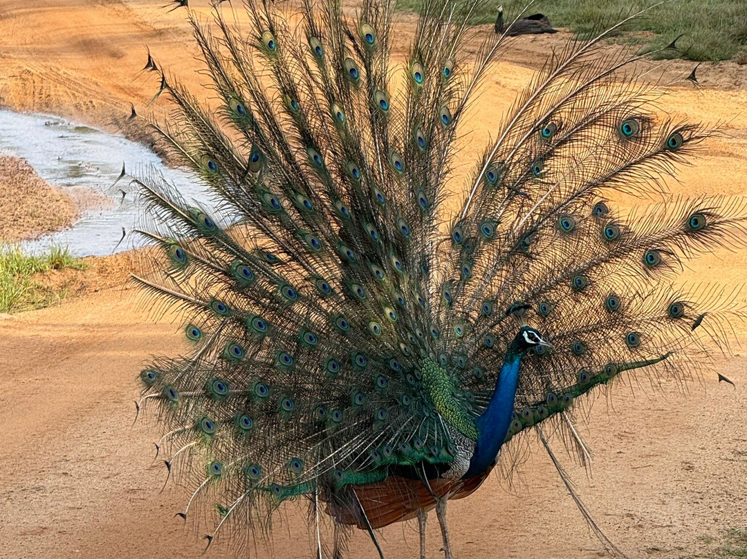 Nature Paradise Travels-科伦坡必去景点