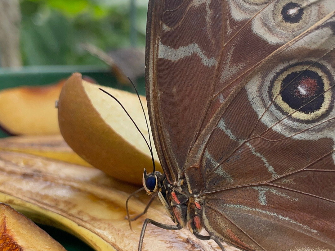 Buckfast Butterfly Farm And Dartmoor Otter Sanctuary-Buckfastleigh必去景点