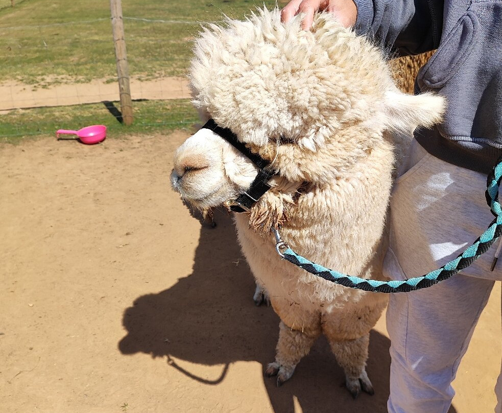 Severn Valley Alpacas-Bridgnorth必去景点