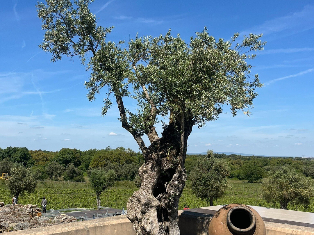 Fitapreta Vinhos-埃武拉必去景点