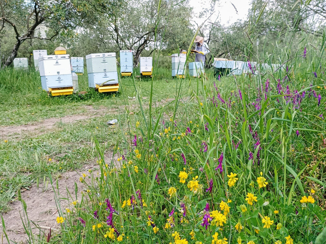 Alimento Corfu Beekeeping Tours-Kanoni必去景点