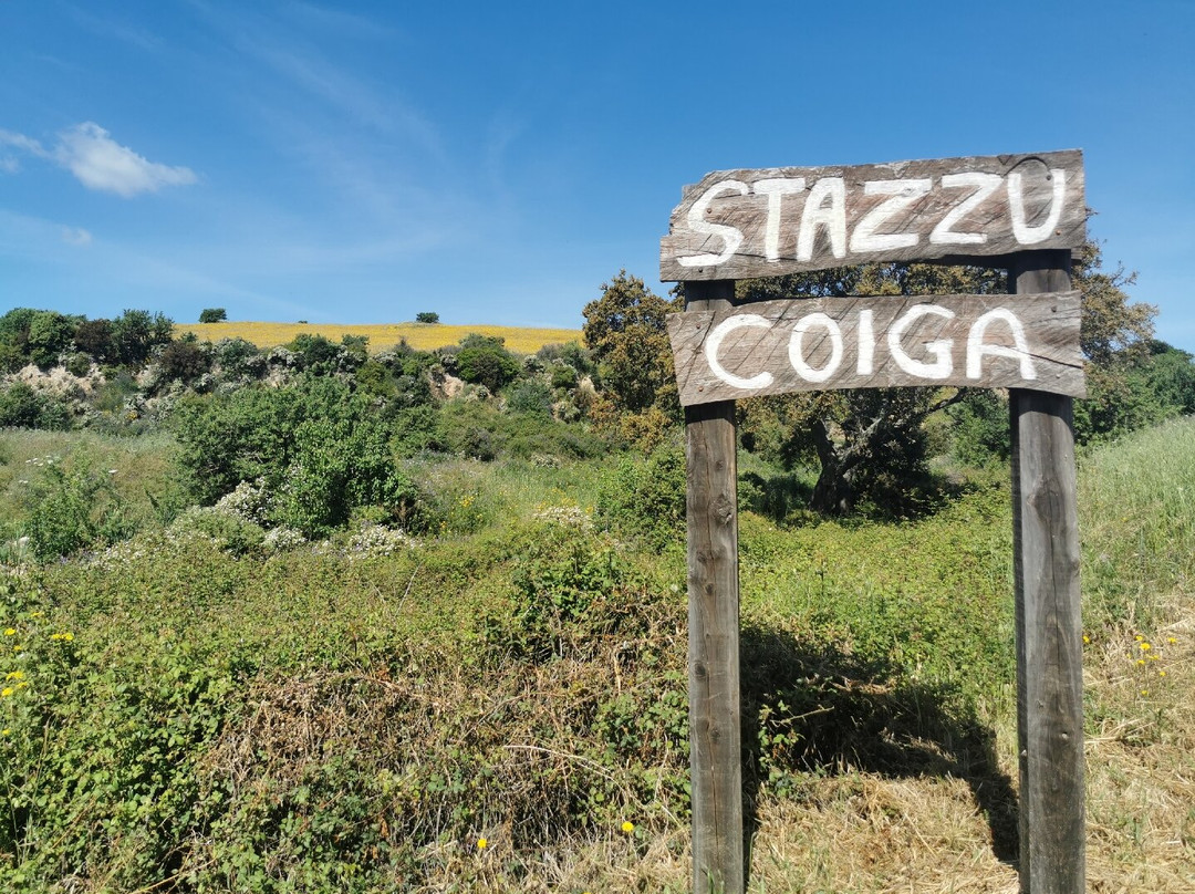 Stazzu Coiga主图