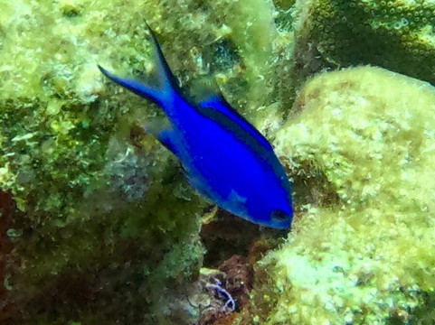 Puerto Aventuras Water Sports-阿范特拉斯港必去景点