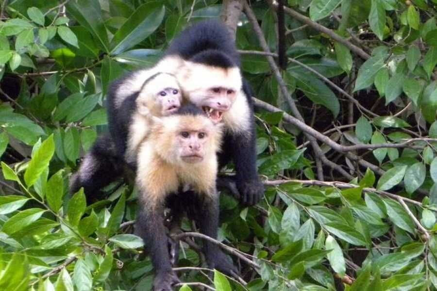 COSTA RICA XPLORES景点图片