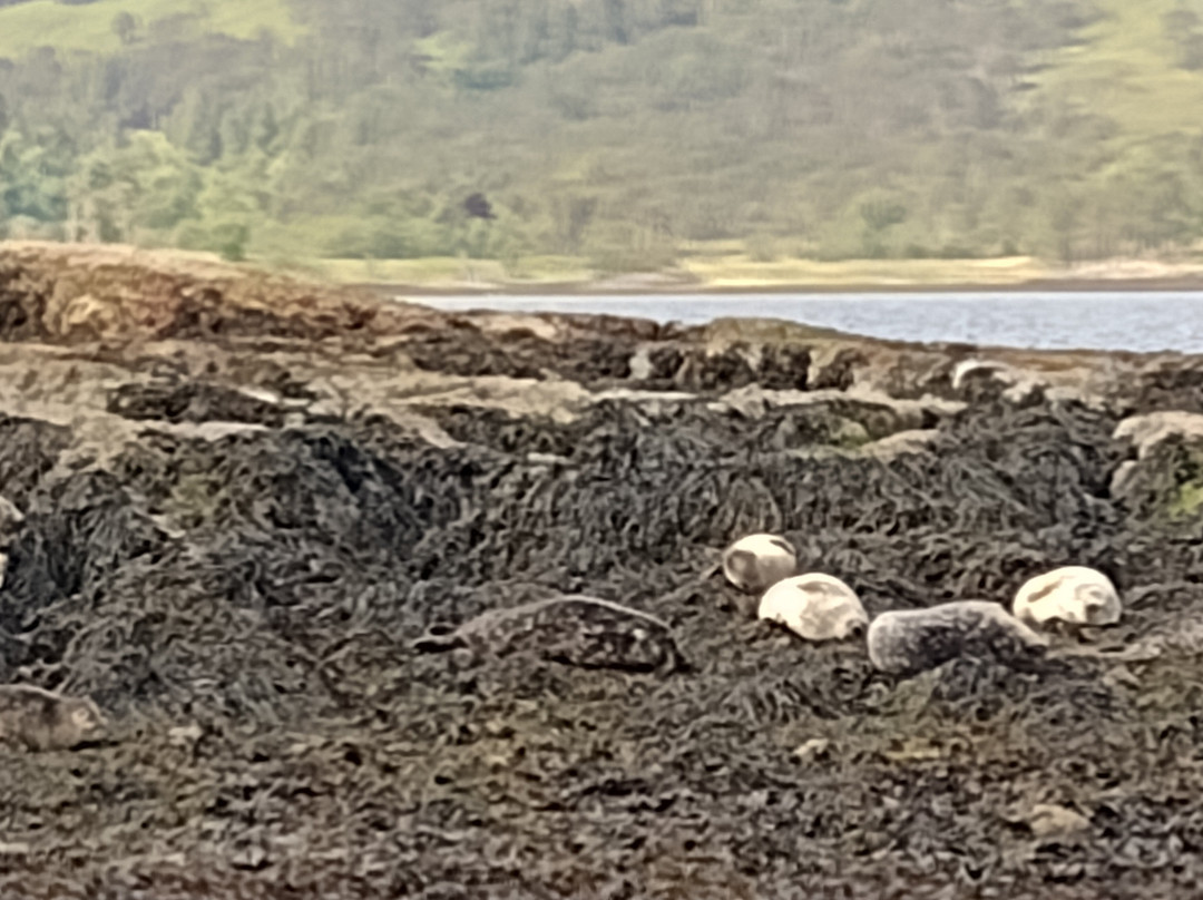 Fort William Sea Tours景点图片