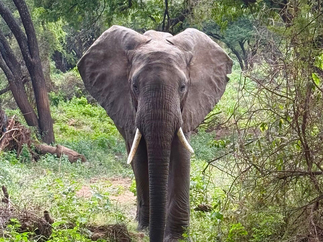 Wapo Africa Safaris Ltd-阿鲁沙必去景点