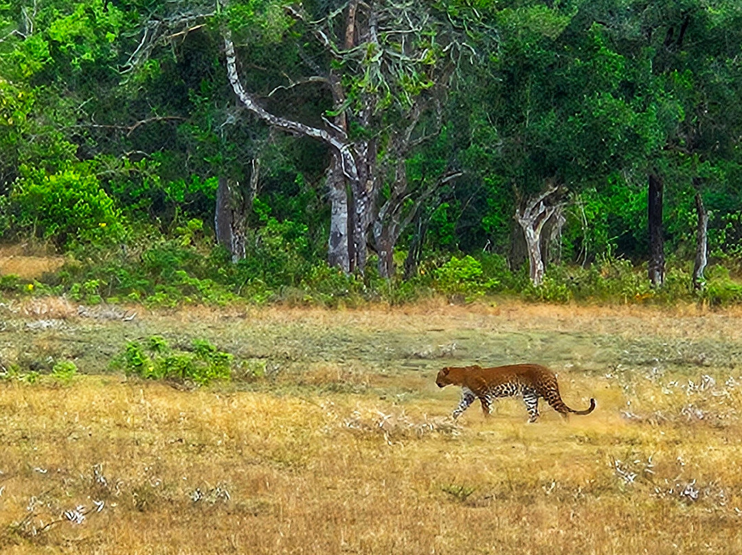 Wilpattu Safari Jeep景点图片