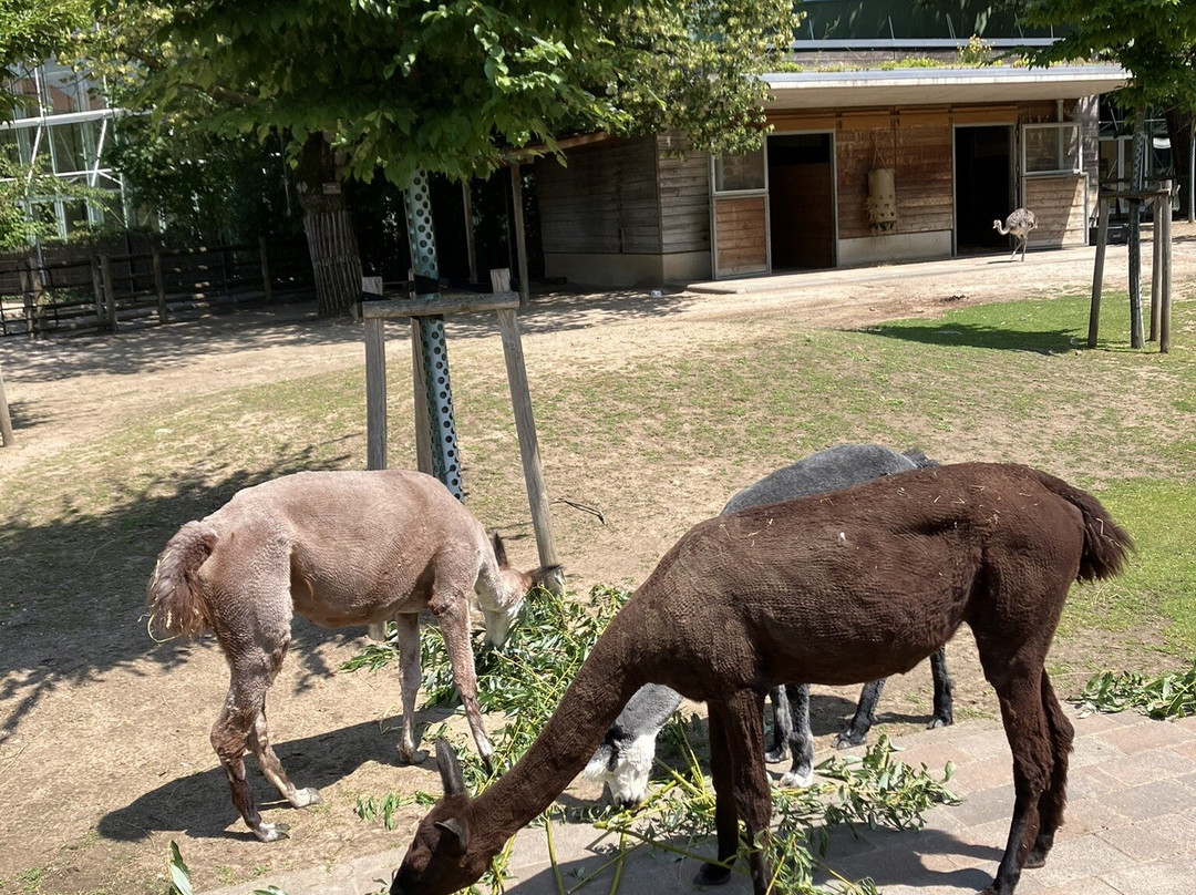 Zoo Karlsruhe-卡尔斯鲁厄必去景点