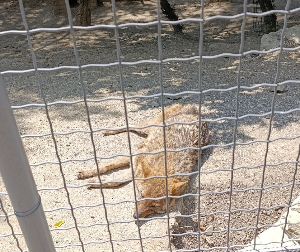 Safari Park景点图片