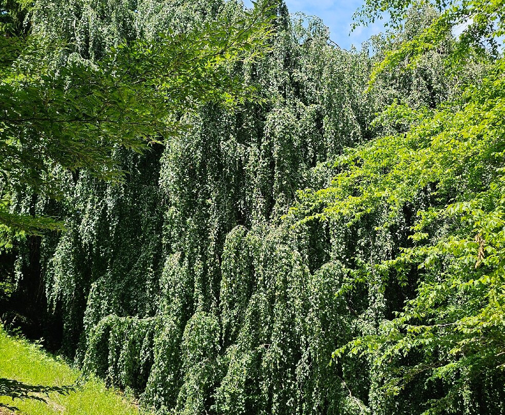 Hoyt Arboretum-波特兰必去景点