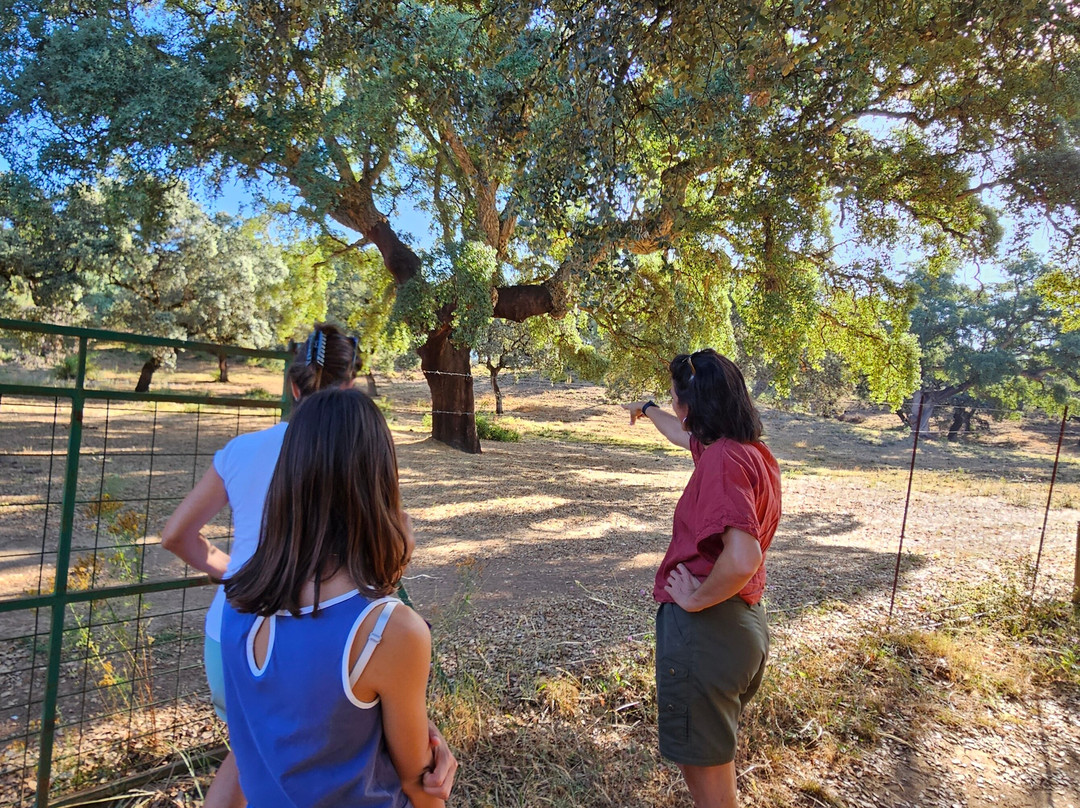 Ibéricos Vázquez-阿拉塞纳必去景点