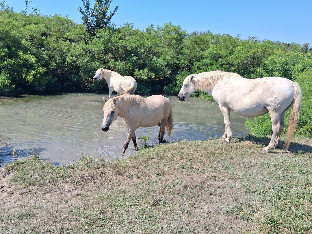 Maison du Cheval - Camargue Association-滨海圣玛丽必去景点