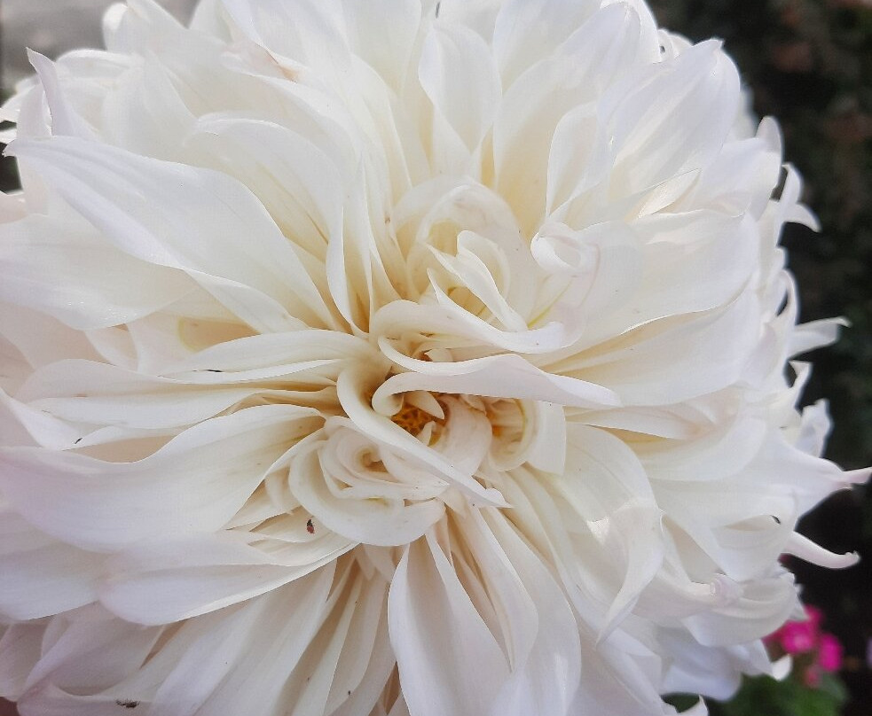 Parc de l'Arboretum-昂热必去景点