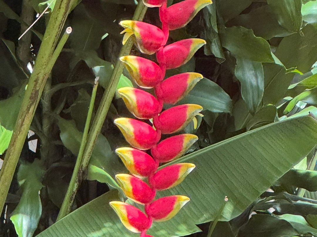 Kambira Baby Grave-Tana Toraja必去景点