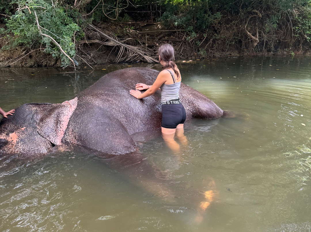 Elephant Bathing at Habarana-哈巴拉娜必去景点
