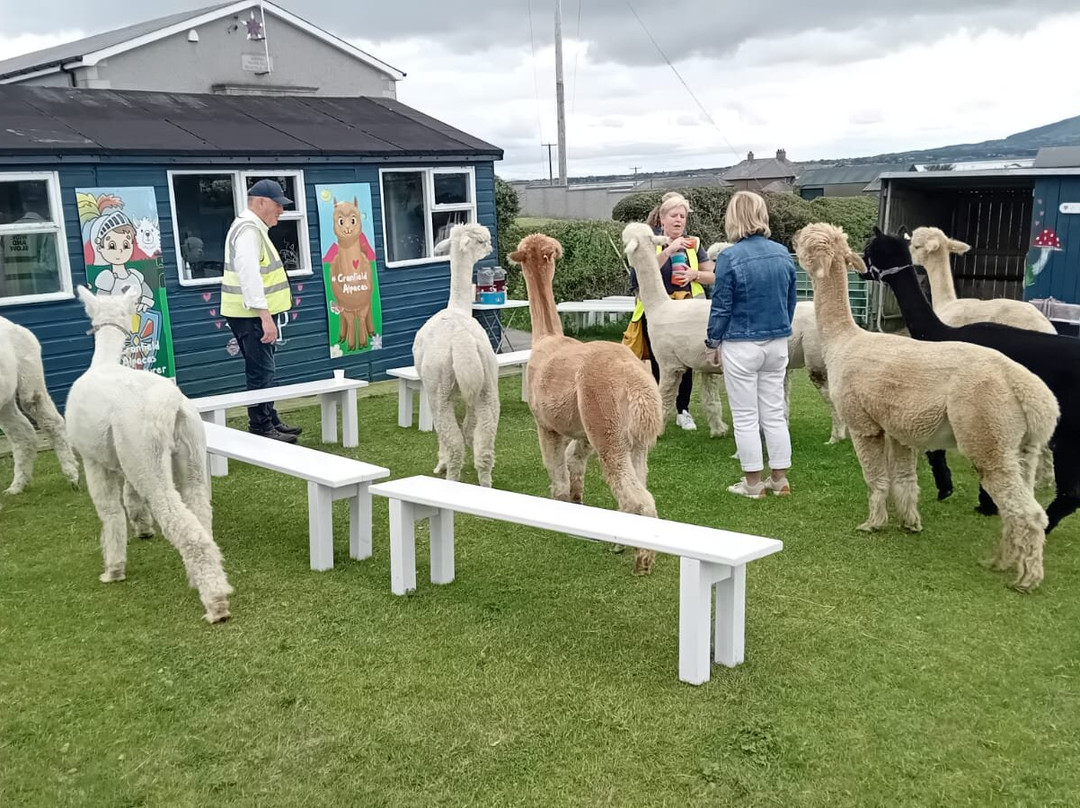 Cranfield Alpacas (alpaca Experiences In The Mournes).-Kilkeel必去景点