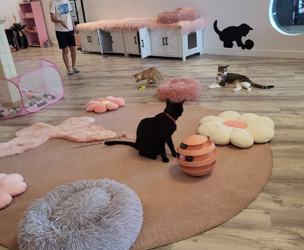 Cat Cafe Maui-卡胡卢伊必去景点