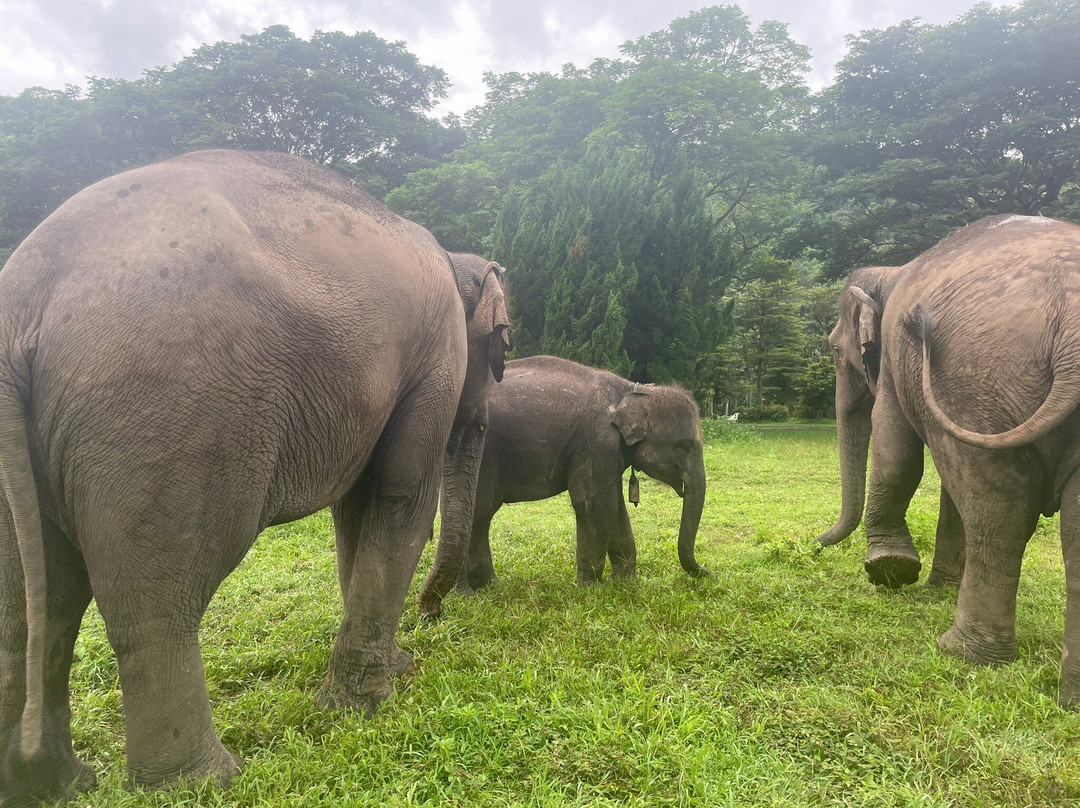 Lanna Kingdom Elephant Sanctuary-清迈必去景点
