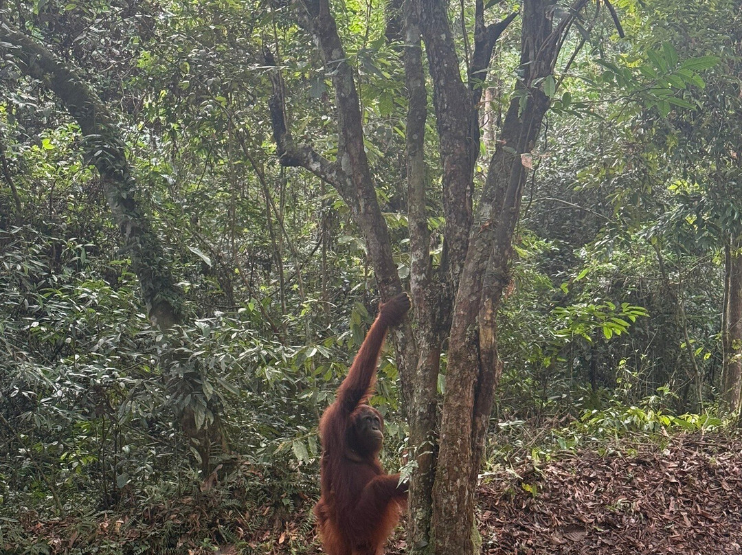 Orangutan Applause - Day Tours-Pangkalan Bun必去景点