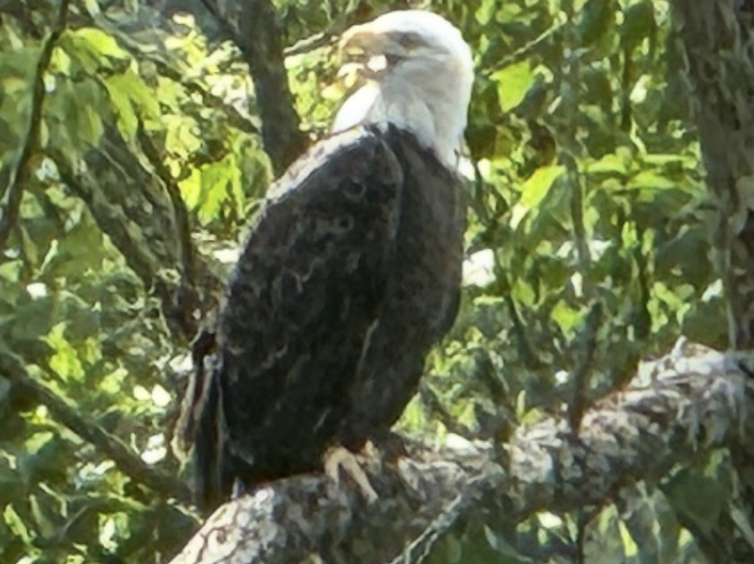 Ole Covered Wagon Tours-Wellsboro必去景点