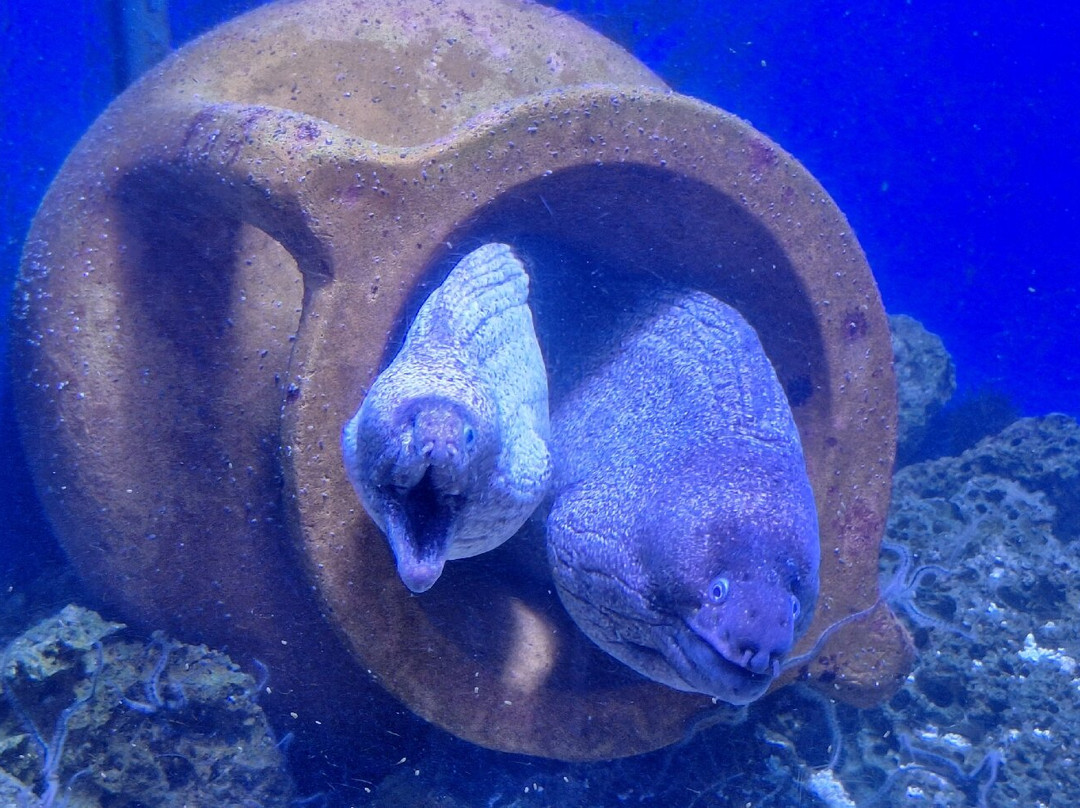 Magical World of Shells Museum-皮兰必去景点