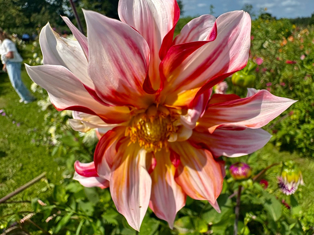 Pluktuin het Platteland-Putten必去景点