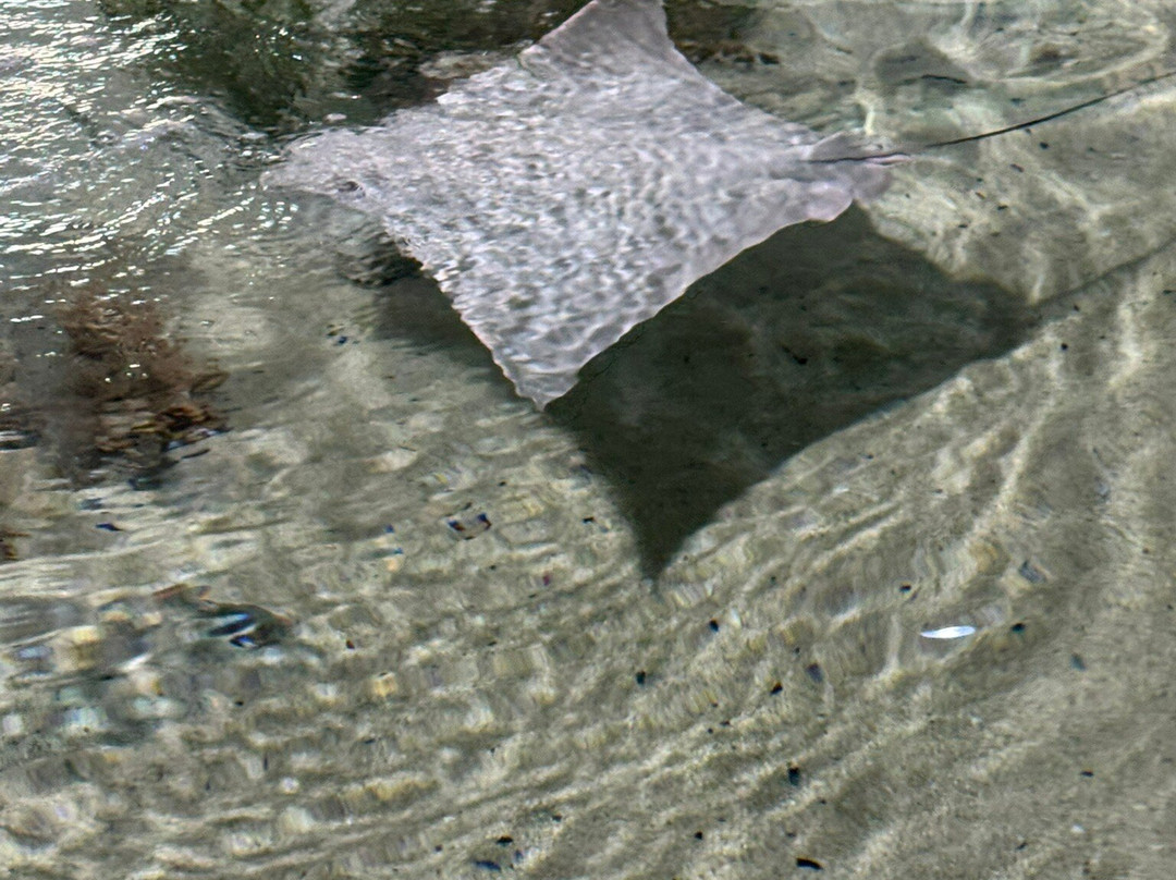 OdySea Aquarium-斯科茨代尔必去景点