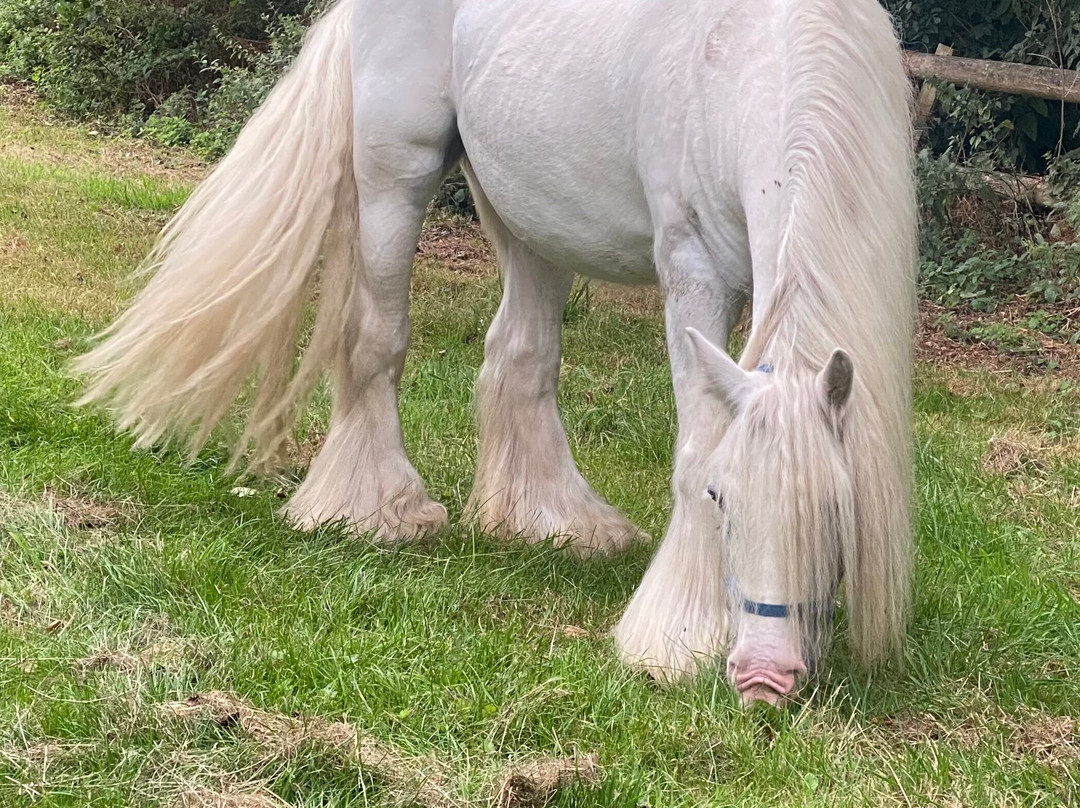 White Horse Gypsy Caravans-马尔堡必去景点