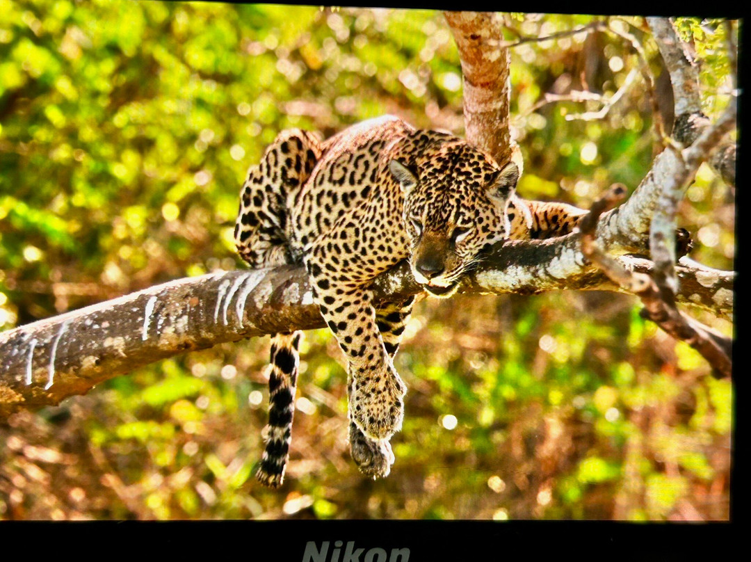 Pantanal Safaris-波科内必去景点