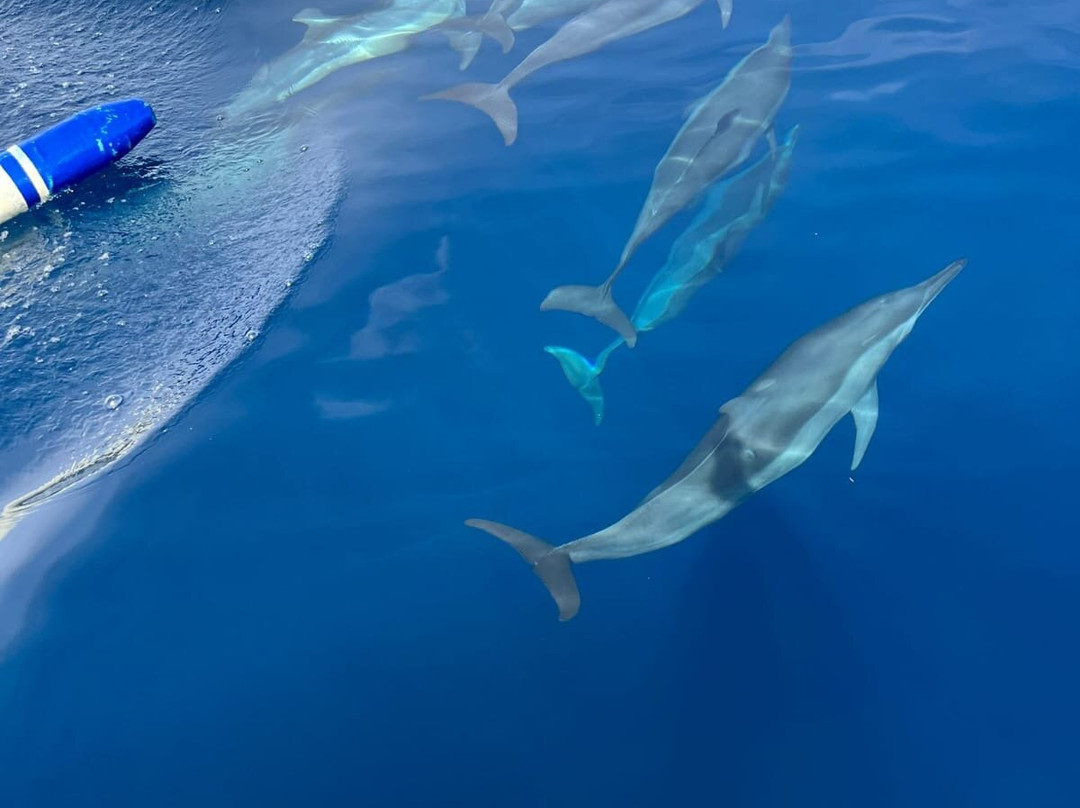 Lovina Dolphin Adventure-罗威那海滩必去景点