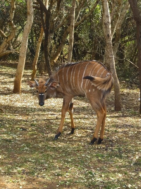 iMfolozi Game Reserve-Mtubatuba必去景点