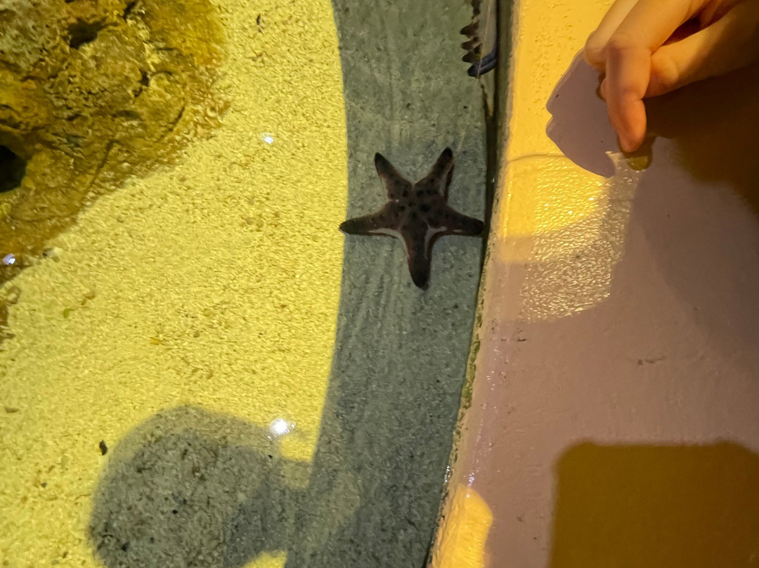 Living Shores Aquarium-Glen必去景点