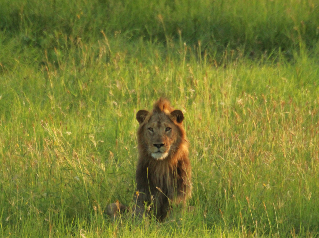 African Safari Guru-开普敦中心区必去景点