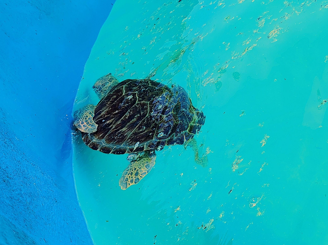 Texas Sealife Center-科珀斯克里斯蒂市必去景点