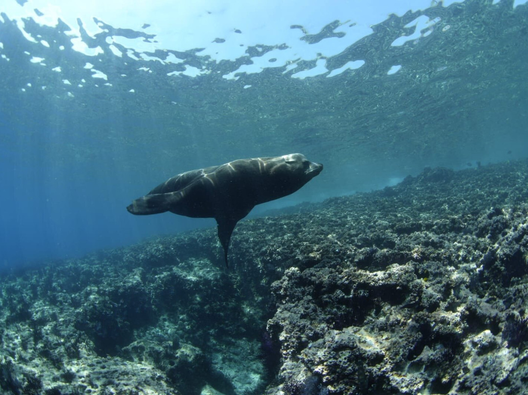 Baja Underwater Expeditions-La Ventana必去景点